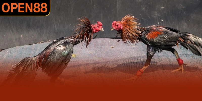 Giới thiệu tổng quan về bộ môn đá gà đòn ở OPEN88