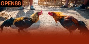 Đá Gà Đòn - Bộ Môn Chọi Kê Thịnh Hành Nhất Tại OPEN88