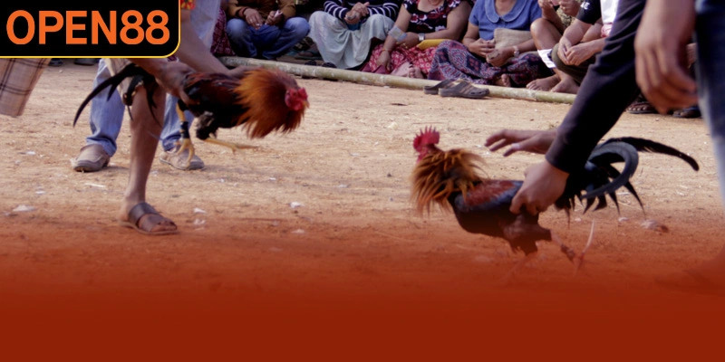 Những kèo cược đá gà đòn hay tại OPEN88