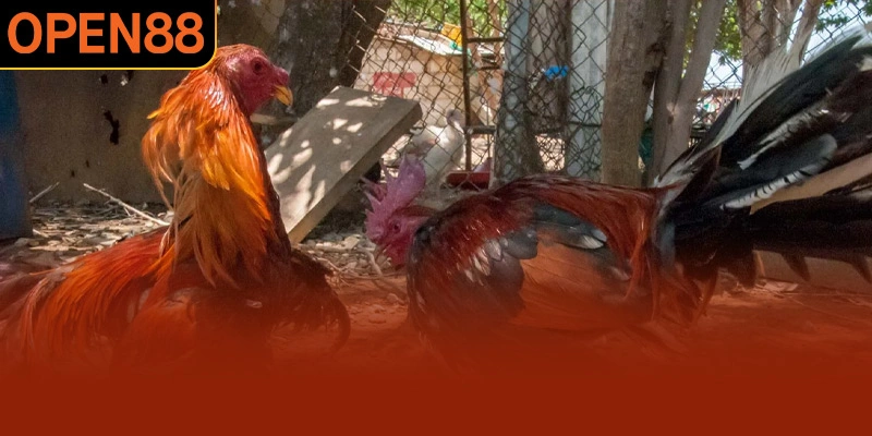 Giới thiệu nhanh về sân chơi đá gà OPEN88